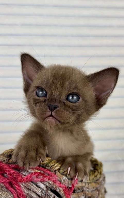 Кошки в других городах Московской области: Европейская бурма Мальчик, 90 000 руб. - фото 1