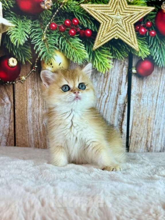 Кошки в Саранске: Прямоухий шотландский мальчик золотая шиншилла Мальчик, 55 000 руб. - фото 5