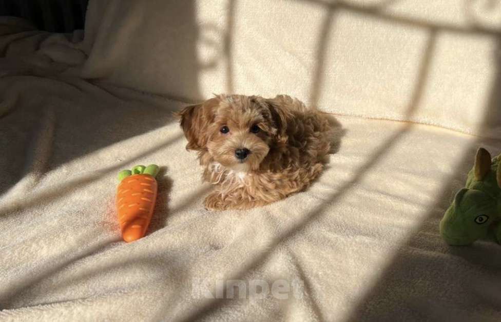 Собаки в Магнитогорске: Девочка Мальтипу мини звездная принцесса 3 мес Девочка, 100 000 руб. - фото 2