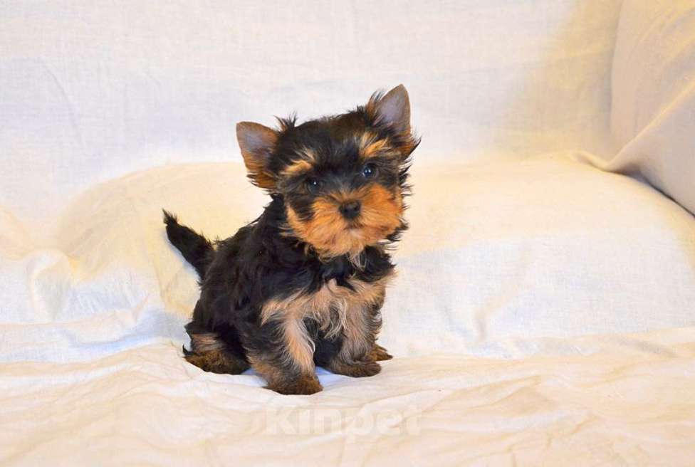 Собаки в Москве: Йоркширский терьер-маленькое чудо в ваш дом Девочка, 15 000 руб. - фото 2
