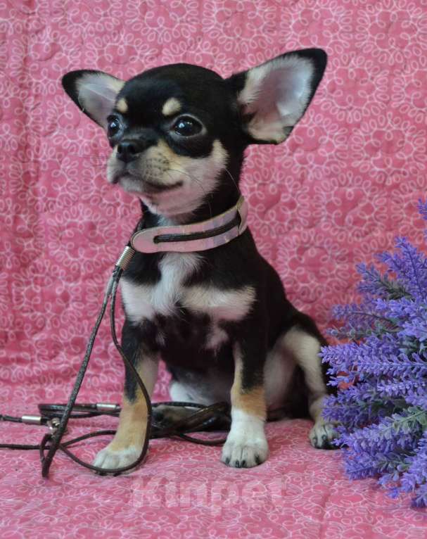 Собаки в Санкт-Петербурге: Девочка чихуахуа  Девочка, 50 000 руб. - фото 6