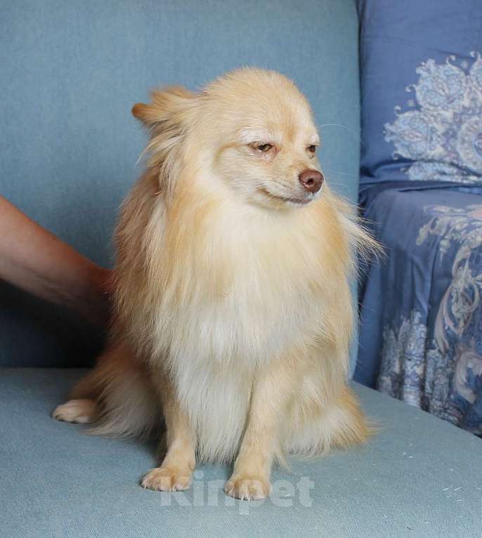 Собаки в Москве: Девочка 9 мес с документами Девочка, 25 000 руб. - фото 4