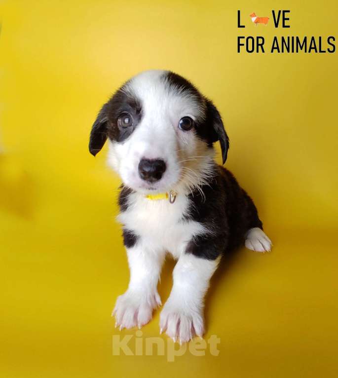 Собаки в Москве: Корги кардиган Мальчик, 30 000 руб. - фото 7