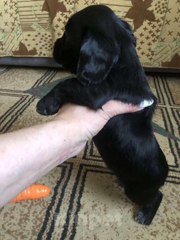 Собаки в Липецке: Щенки русского охотничьего спаниеля Мальчик, 12 000 руб. - фото 9