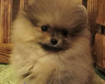 Собаки в Москве: Мальчик-Померанчик Мальчик, Бесплатно - фото 1