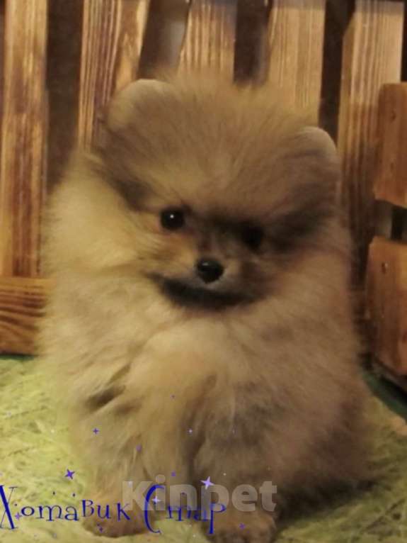 Собаки в Москве: Мальчик-Померанчик Мальчик, Бесплатно - фото 1