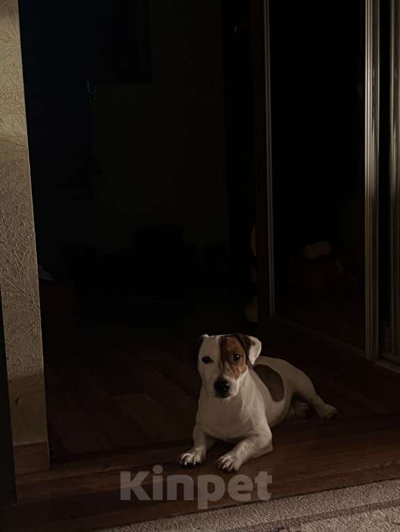 Собаки в Москве: Молодой, мускулистый самец ищет самку для продолжения рода  Мальчик, 5 000 руб. - фото 2