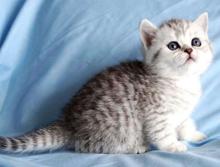 Кошки в Иркутске: Продам чистокровного британского котёнка. Девочка, 20 000 руб. - фото 7