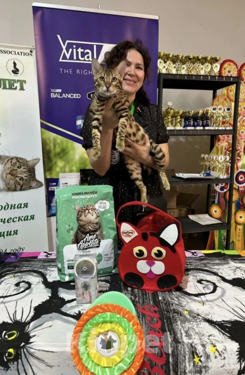 Кошки в Екатеринбурге: GRACE EKT"S  RICHARD - бенгальский кот в разведение! Мальчик, Бесплатно - фото 9