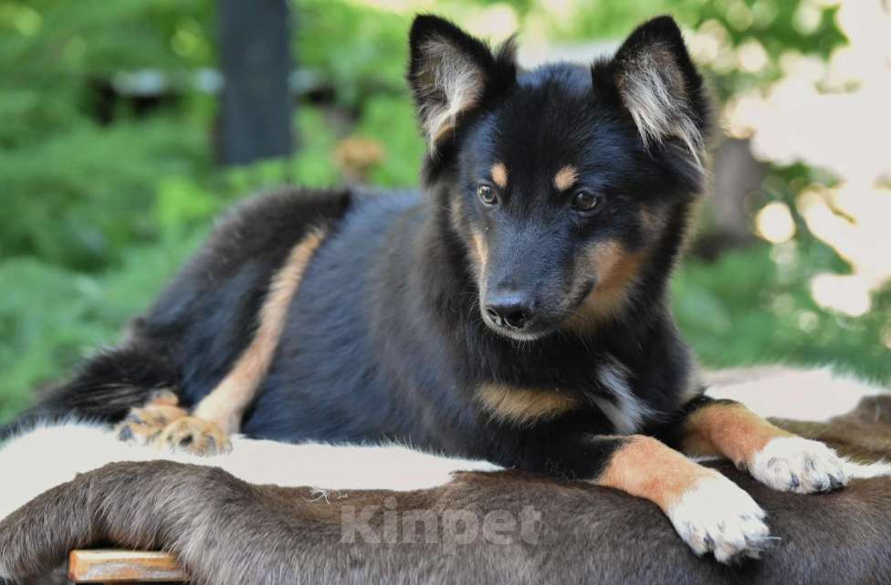 Собаки в Москве: Ненецкая оленегонная лайка, сука Яшма. Девочка, 50 000 руб. - фото 4
