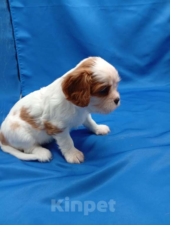 Собаки в Москве: Щенки кавалер Кинг Чарльз спаниель  Девочка, 65 000 руб. - фото 5