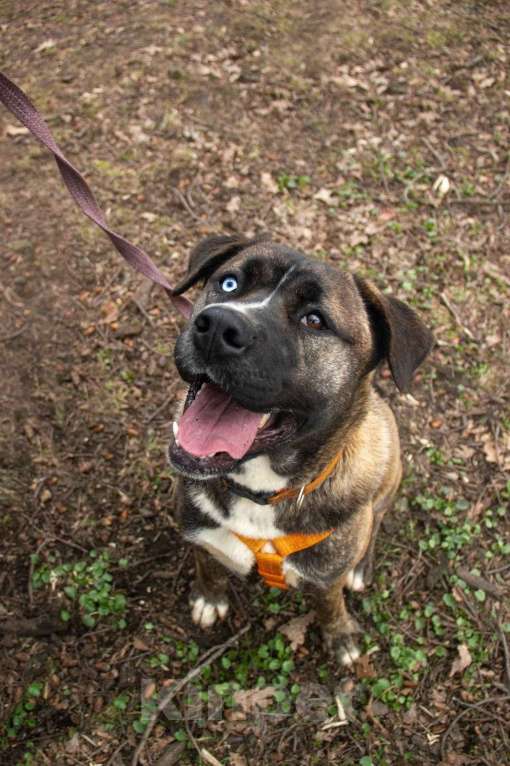 Собаки в Москве: Тина Девочка, Бесплатно - фото 7
