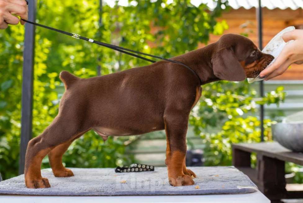 Собаки в Чехове: Крупные щенки добермана РКФ Мальчик, 70 000 руб. - фото 7