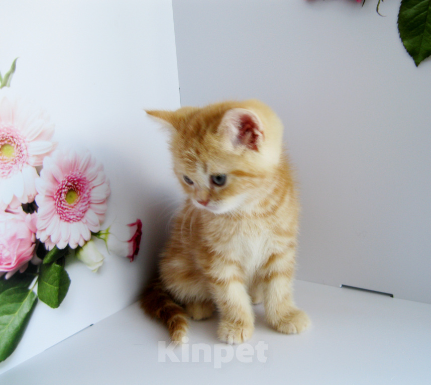 Кошки в Ставрополе: Котенок шотландский Мальчик, 50 000 руб. - фото 4