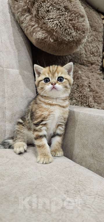 Кошки в Балашихе: Прямоухий малыш Мальчик, 30 000 руб. - фото 2