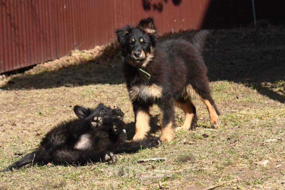 Собаки в Москве: Щенок 4х месяцев Ланча в добрые руки Девочка, Бесплатно - фото 2