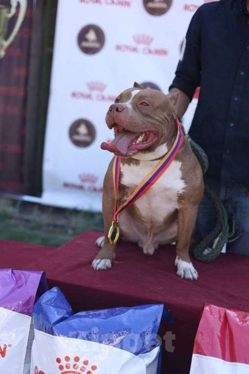 Собаки в Москве: Американский Булли XL Мальчик, 350 000 руб. - фото 2
