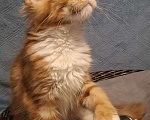 Кошки в Санкт-Петербурге: котенок мейн кун рыжий мальчик полидакт Мальчик, 60 руб. - фото 1