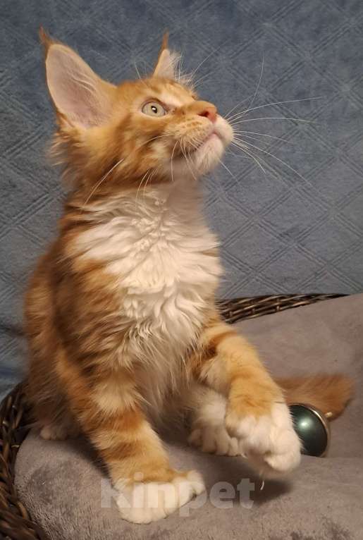 Кошки в Санкт-Петербурге: котенок мейн кун рыжий мальчик полидакт Мальчик, 60 руб. - фото 1