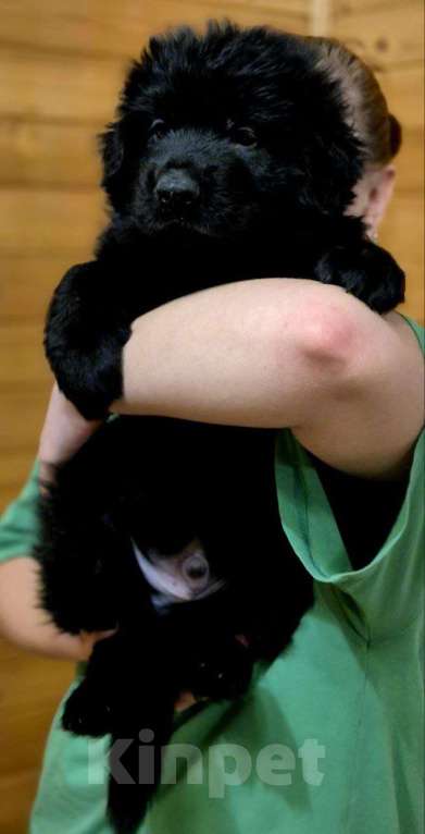 Собаки в других городах Московской области: Немецкая овчарка длинношёрстная Мальчик, 60 000 руб. - фото 1