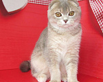 Кошки в Санкт-Петербурге: продаются котик и 2 кошечки Мальчик, Бесплатно - фото 1