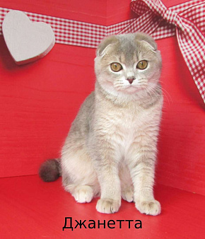 Объявление: продаются котик и 2 кошечки, Бесплатно, Санкт-Петербург