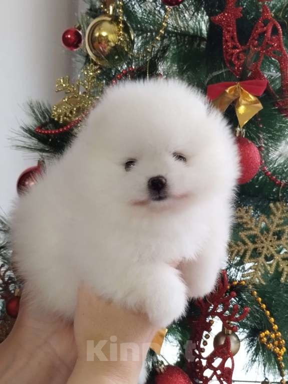 Собаки в Нижнем Новгороде: Девочка Померанский шпиц Девочка, 50 000 руб. - фото 2