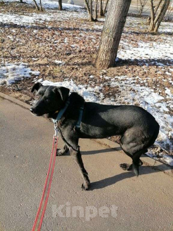 Собаки в Москве: Мастика Девочка, Бесплатно - фото 3
