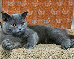 Кошки в Санкт-Петербурге: Британский котик Sekiro ищет дом  Мальчик, 10 руб. - фото 5