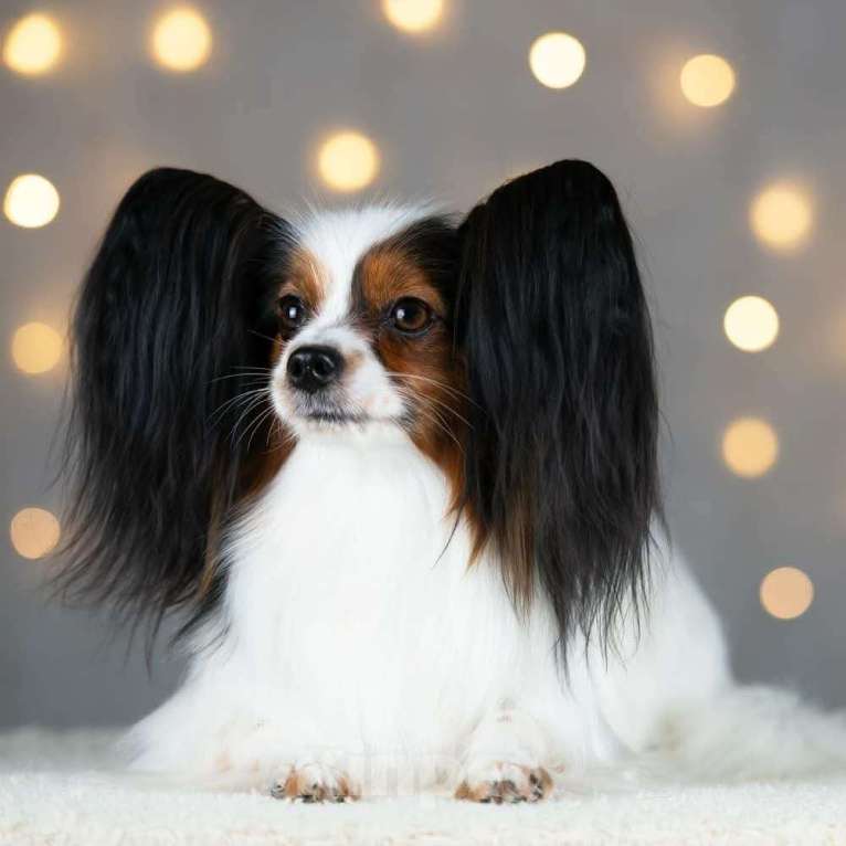 Собаки в Москве: Щенок 5 месяцев Мальчик, Бесплатно - фото 4