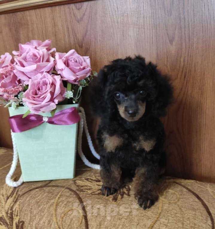 Собаки в Севастополе: той пудель черно подпалого окраса Девочка, 70 000 руб. - фото 2