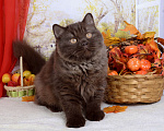 Кошки в Мурином: Британская кошечка окраса шоколад Девочка, 35 000 руб. - фото 3