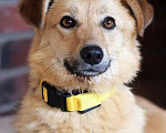 Собаки в Москве: Маленький солнечный рыжик Лисёна (10 кг) в дар Девочка, Бесплатно - фото 1