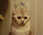 Кошки в Новокубанске: Шотландская кошечка, 1 руб. - фото 3