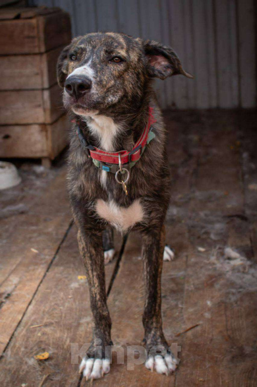 Собаки в Ногинске: Пес Бакс ищет дом! Мальчик, Бесплатно - фото 3