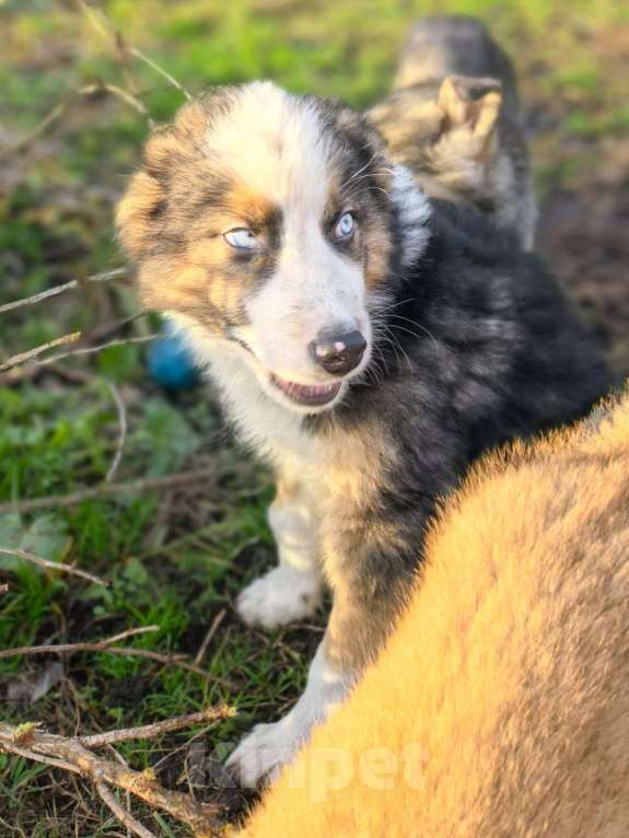 Собаки в Лосином-Петровском: Якутята из ппбж Мальчик, Бесплатно - фото 5