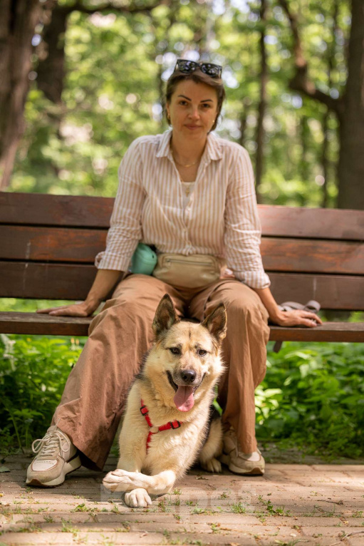 Собаки в Москве: Пеппи ищет дом Девочка, Бесплатно - фото 5