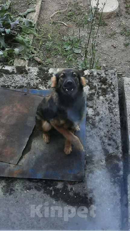 Собаки в Симферополе: Отдам щенка-подростка Мальчик, Бесплатно - фото 3
