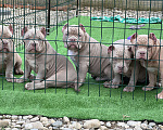Собаки в Краснодаре: Американский булли щенок Девочка, 90 000 руб. - фото 7