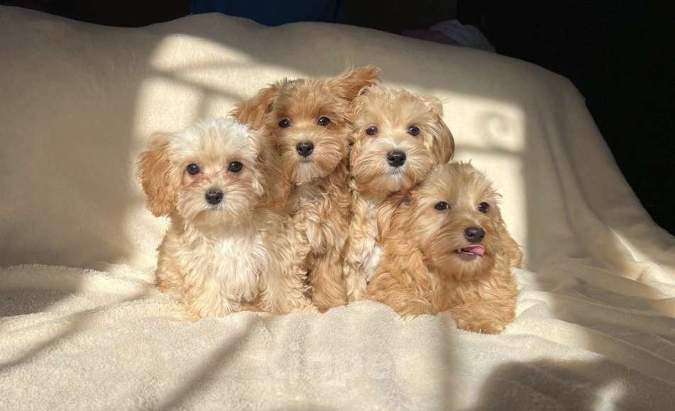 Собаки в Магнитогорске: Мальтипу мини рыжий мистер обаяшка 3 мес Мальчик, 75 000 руб. - фото 3