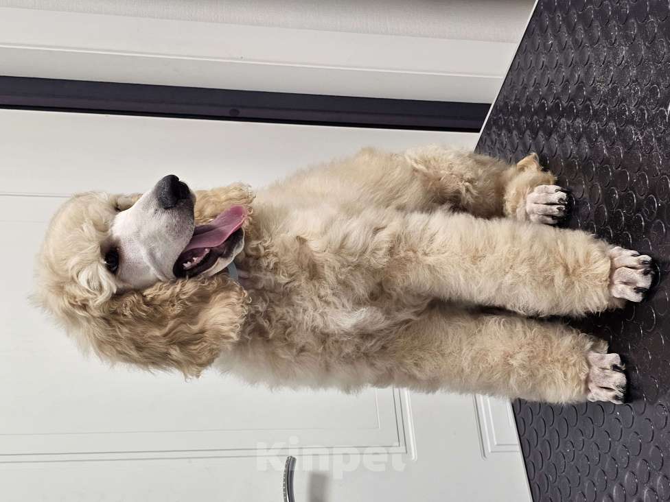 Собаки в Москве: Идеальный щенок королевского большого пуделя Мальчик, Бесплатно - фото 6