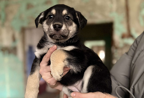 Красивые щенки 2 мес в дар! Дайте шанс стать домашними!