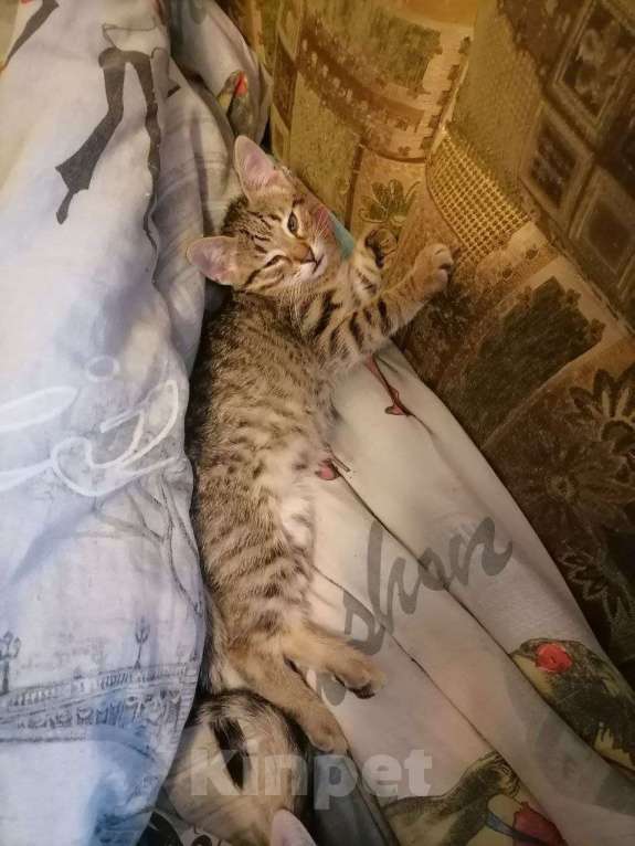 Кошки в Воронеже: котята в добрые руки Девочка, Бесплатно - фото 4