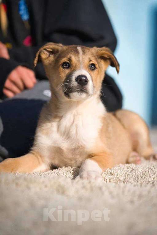 Собаки в Красногорске: Тарас Мальчик, Бесплатно - фото 3