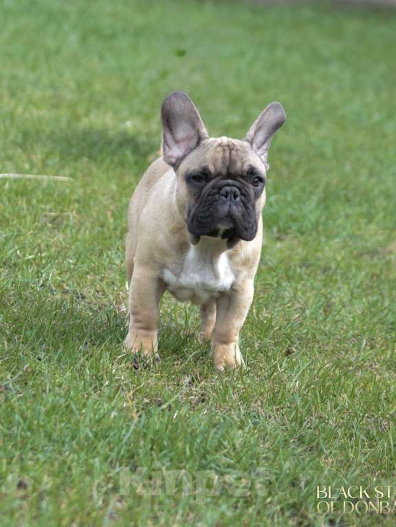 Собаки в Ртищево: Щенки французского бульдога Мальчик, 80 000 руб. - фото 1