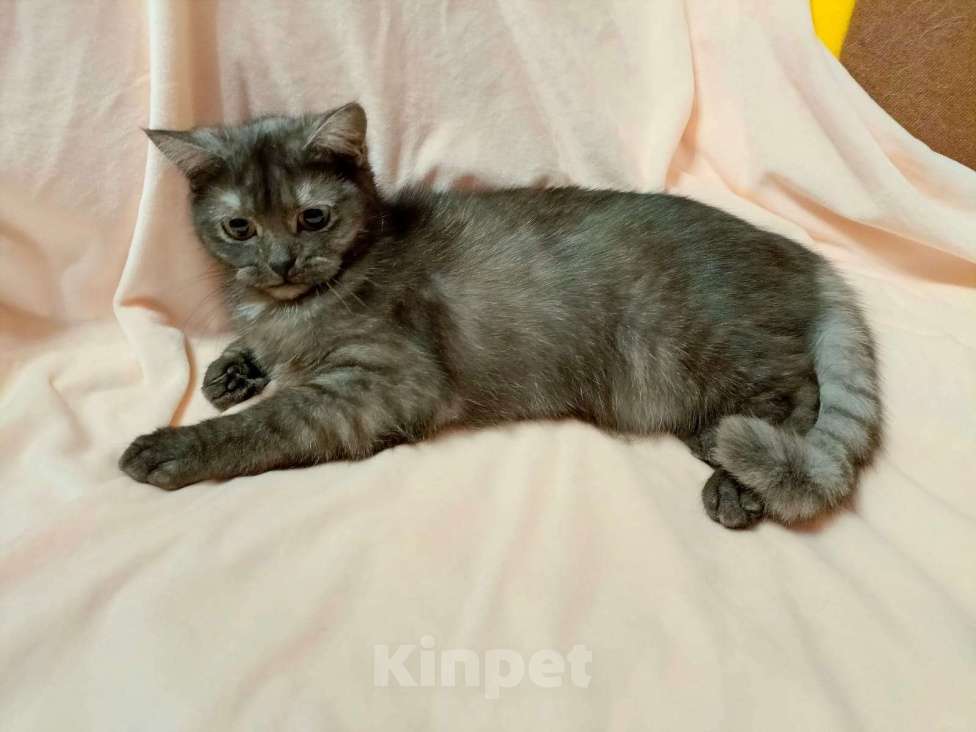 Кошки в Москве: Черника Девочка, 15 000 руб. - фото 3