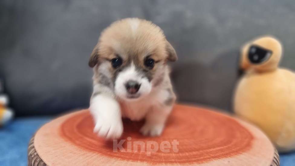 Собаки в Москве: Элитный щенок Мальчик, 85 000 руб. - фото 3