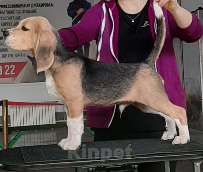 Собаки в Красноярске: Продажа щенка бигль Мальчик, 40 000 руб. - фото 2