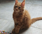 Кошки в других городах Ленинградской области: Котенок мейн-кун Мальчик, 100 000 руб. - фото 4