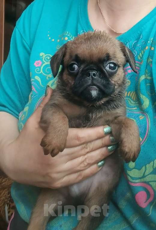Собаки в Москве: Мальчик пти-брабансон в Москве Мальчик, 30 000 руб. - фото 3